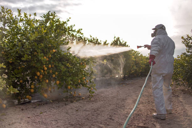 Best Termite Control Services  in Maysville, GA