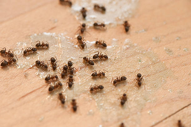 Best Local Pest Control Services  in Maysville, GA