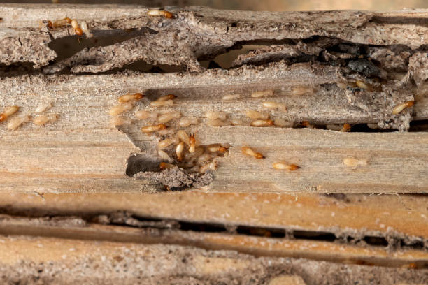 Maysville, GA Pest Control Company
